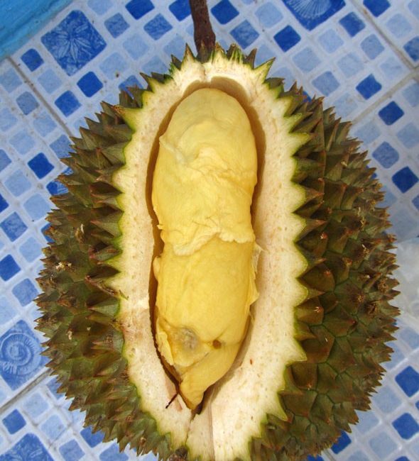 Thai Durian