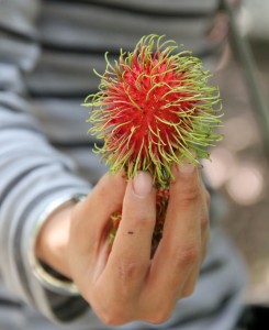 You can even pick your own rambutan from the tree!