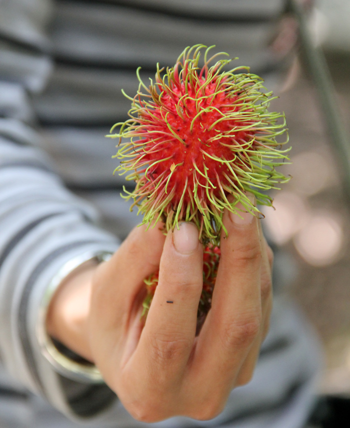 You can even pick your own rambutan from the tree!