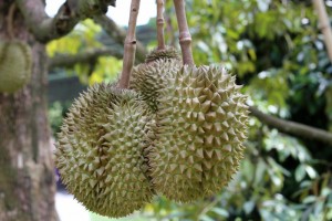 Durian